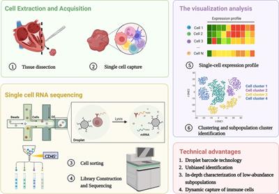Immune heterogeneity in cardiovascular diseases from a single-cell perspective
